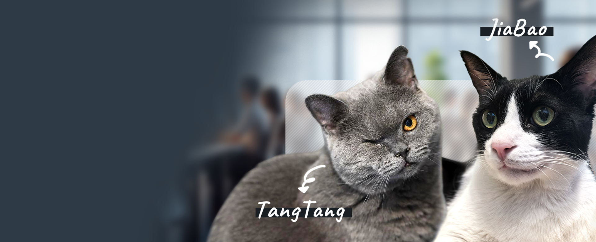 Avia’s Office Cats Make Headlines in Fortune: A Unique Approach to Boosting Workplace Morale